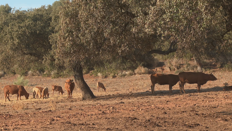 Pendientes de confirmación sobre brucelosis dos explotaciones bovinas - Noticias de Extremadura | Ver