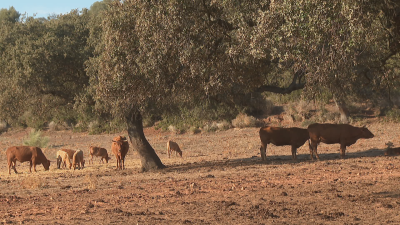 Ocho vacas de color marrón rojizo pastan en un paisaje rural soleado con terreno seco y escasa vegetación. Un árbol robusto ofrece sombra a una de ellas.