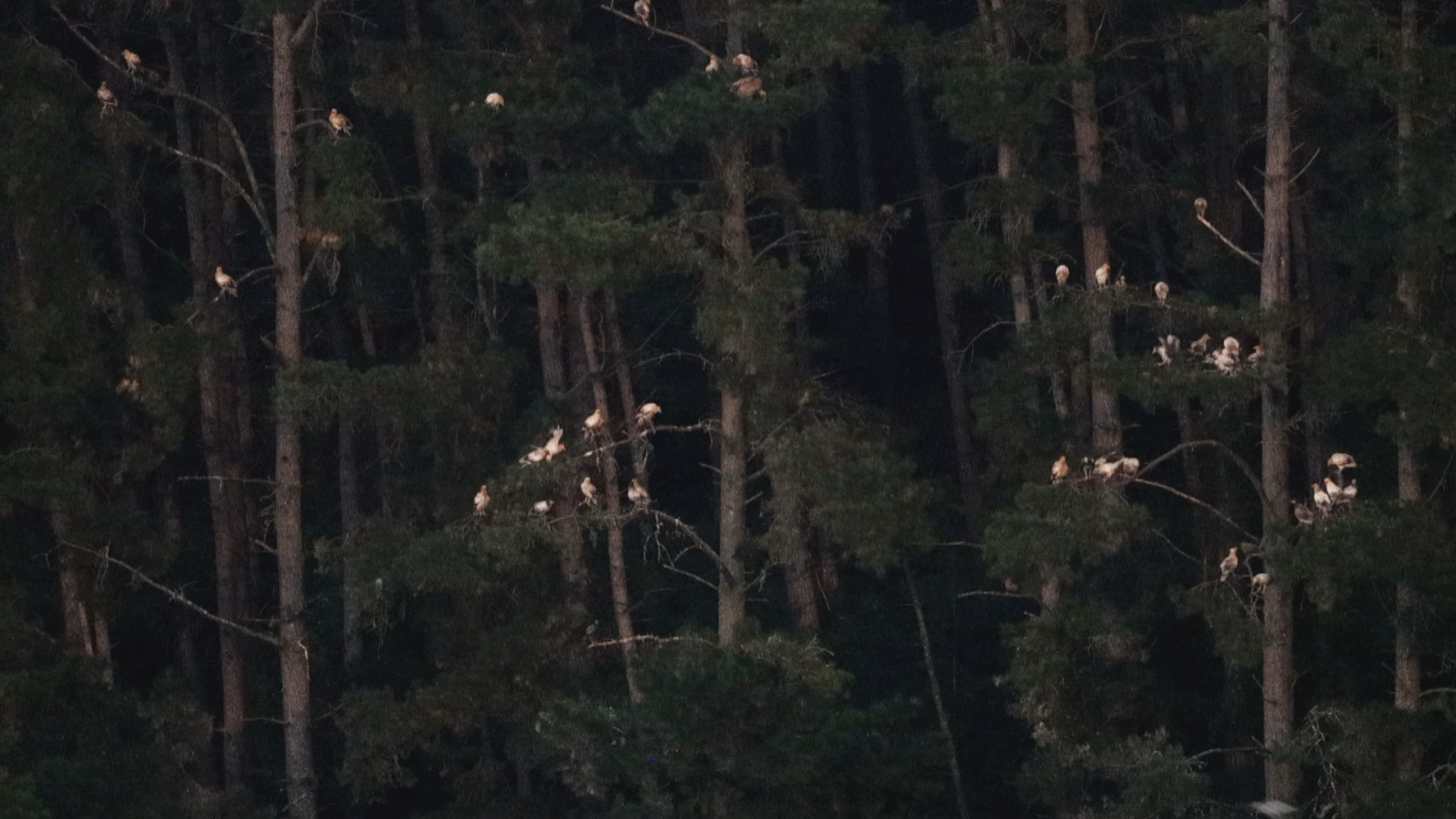 Expertos estudian los cambios de comportamiento de las aves durante el eclipse | RTVE Play - Ver ahora