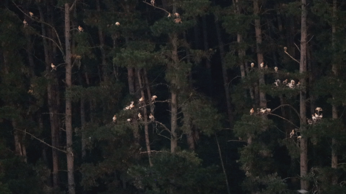 Telenorte - País Vasco - Expertos estudian los cambios de comportamiento de las aves durante el eclipse