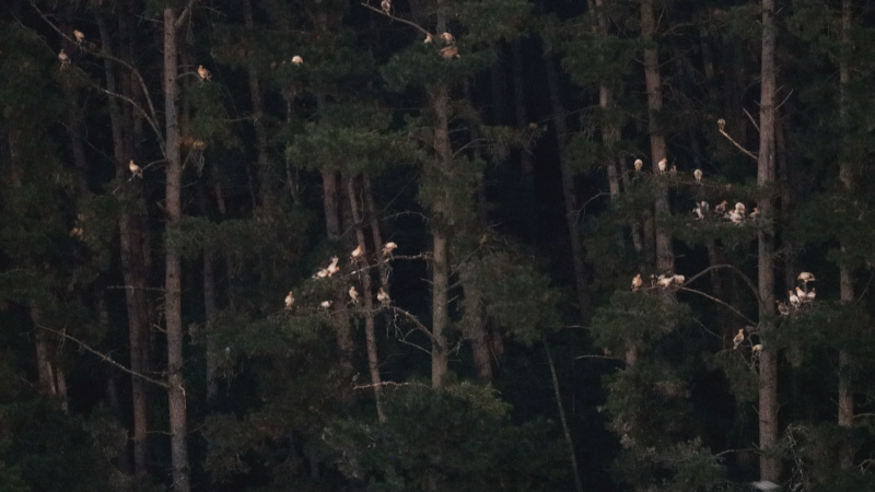 Expertos estudian los cambios de comportamiento de las aves durante el eclipse | RTVE Play - Ver ahora