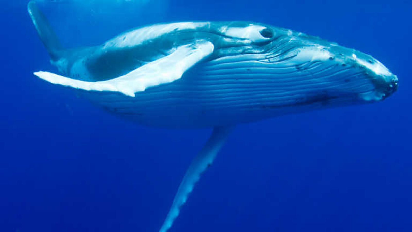 Grandes documentales - Gigantes del mar: Voces del mar - Ver ahora