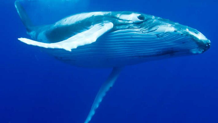Grandes documentales - Gigantes del mar: Voces del mar