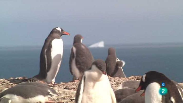 Grandes documentales - Los pingüinos Papúa y sus enemigos