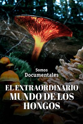 Somos Documentales - El extraordinario mundo de los hongos