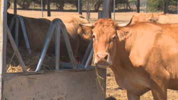 Los ganaderos cántabros calculan que la sequía encarece en 250? la alimentación de cada vaca