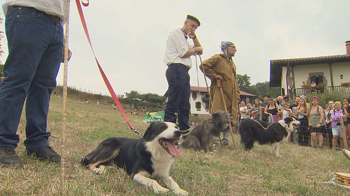 Telenavarra - Amaiur celebra su 50 edición del concurso de perros pastor