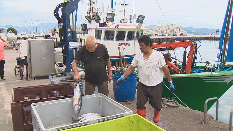 El sector pesquero cántabro prevé no agotar la cuota de bonito esta temporada - TeleCantabria | Ver