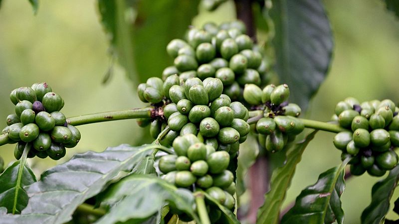 El precio del café y el cacao se dispara por el clima extremo - Telediario 1 | Ver