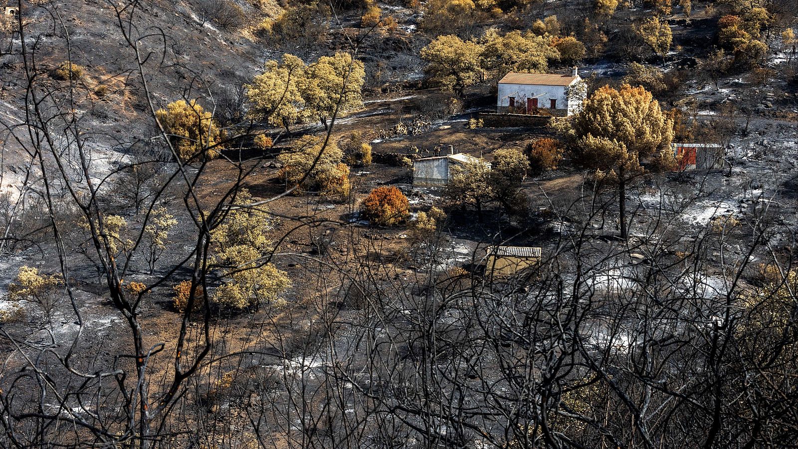 El Ayuntamiento de Berrocal solicitará la declaración de zona catastrófica tras el incendio de Niebla, Huelva