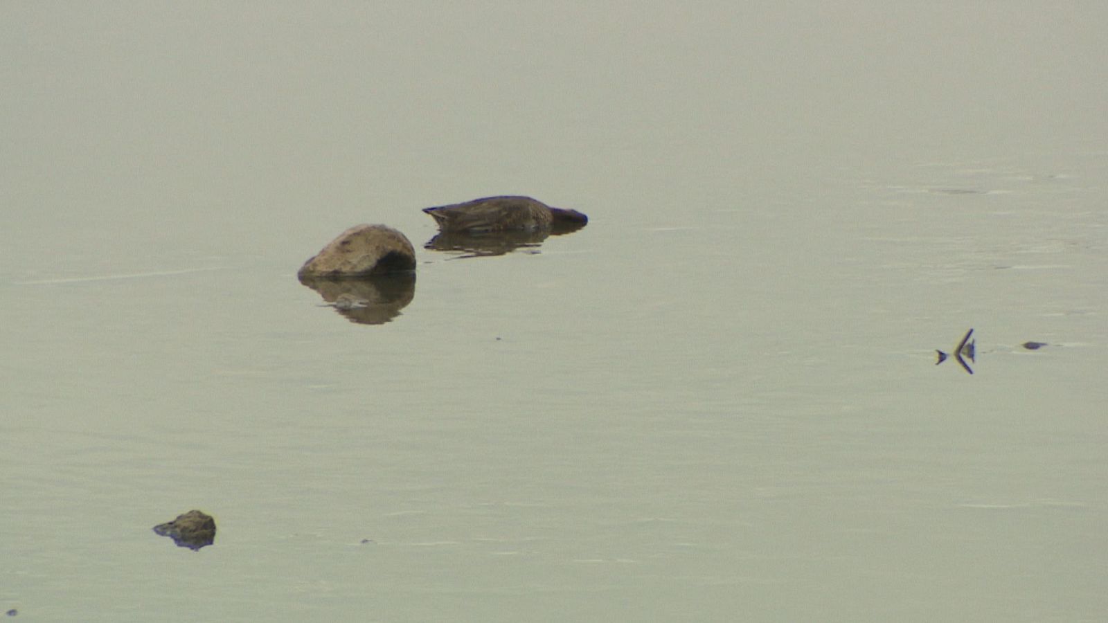 Un ave muerta flota en un cuerpo de agua tranquilo, con otros objetos y sus reflejos visibles en la superficie.