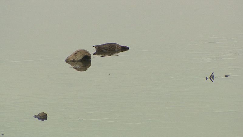 Un ave muerta flota en un cuerpo de agua tranquilo, con otros objetos y sus reflejos visibles en la superficie.