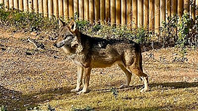 Lobo ib�rico en postura alerta sobre terreno mixto, con valla de madera y vegetaci�n al fondo. Luz solar directa proyecta sombras n�tidas.