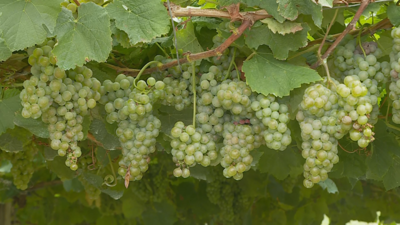 Racimos de uvas verdes y amarillentas, jugosas y maduras, cuelgan de una vid con hojas oscuras y sarmientos marrones. Imagen de un viñedo en plena cosecha.