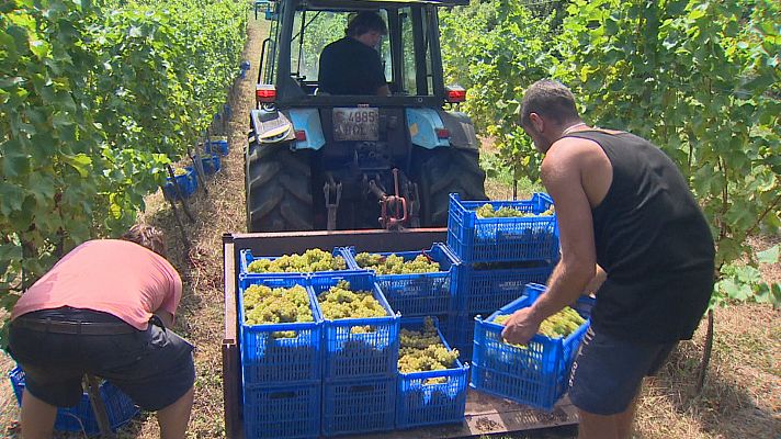 TeleCantabria - Las olas de calor adelantan la vendimia en Cantabria 20 días
