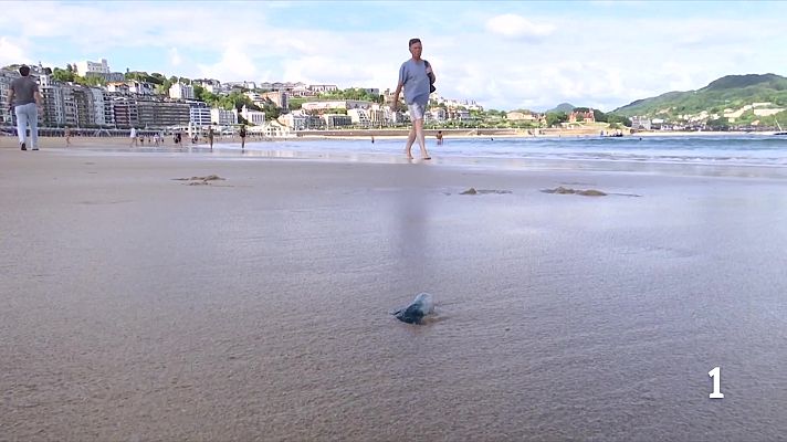  - Los cambios en la circulación atmosférica disparan el número de carabelas portuguesas en el mar Cantábrico