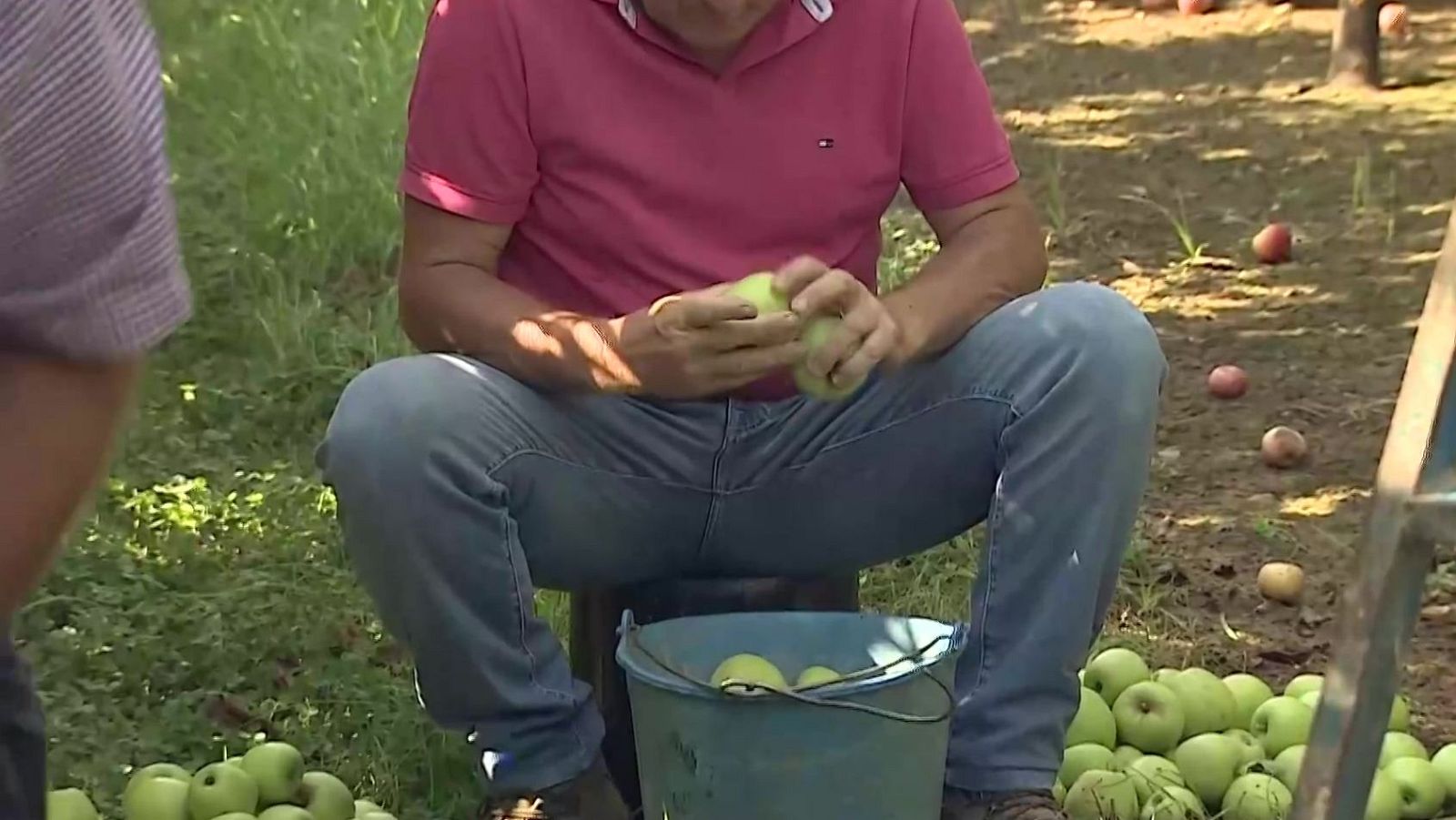 Hombre con camiseta rosa y vaqueros sentado en taburete, examinando manzanas verdes en un huerto con muchas manzanas apiladas en el suelo.