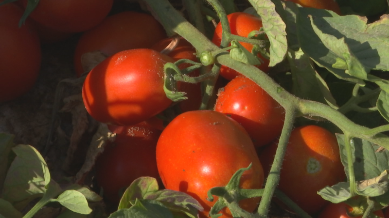 Tomates extremeños para la Tomatina de Buñol - Noticias de Extremadura | Ver