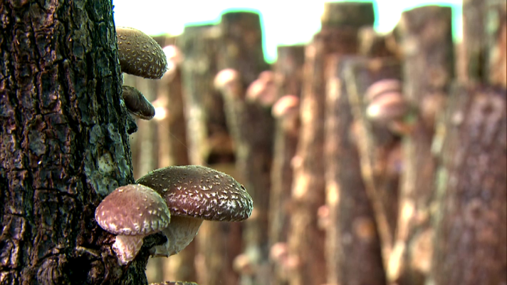Aquí la Tierra - El secreto de las setas shiitake de El Bierzo