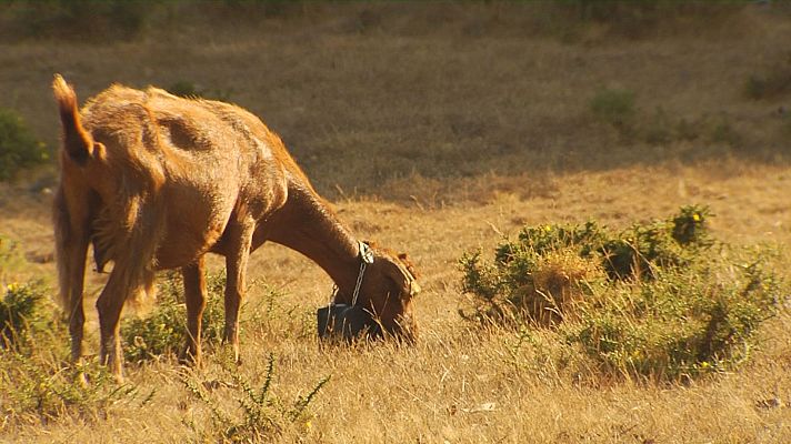 Telexornal - Galicia - Gando autóctono para previr os incendios no monte Galiñeiro