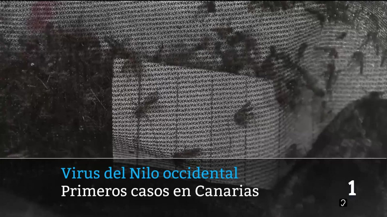 Telecanarias - 20/08/2026 - Telecanarias | Ver