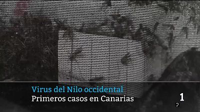 Telecanarias - 20/08/2026