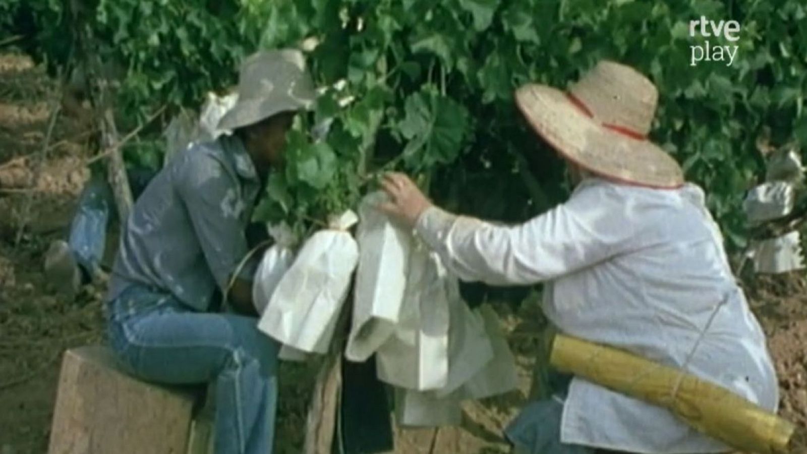 Trabajadores embolsan uvas en un viñedo alicantino. Uno sentado, otro agachado, ambos con sombreros. Logo "rtve play" visible.