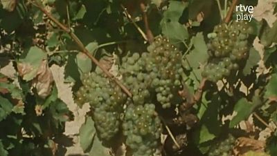 Un vaso de bon vino (I)