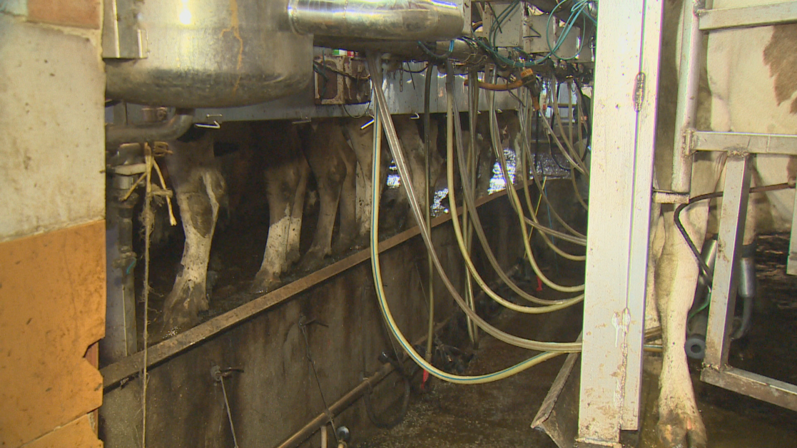 Interior de sala de ordeño con vacas, equipos de ordeño mecánico, tuberías y un tanque metálico.