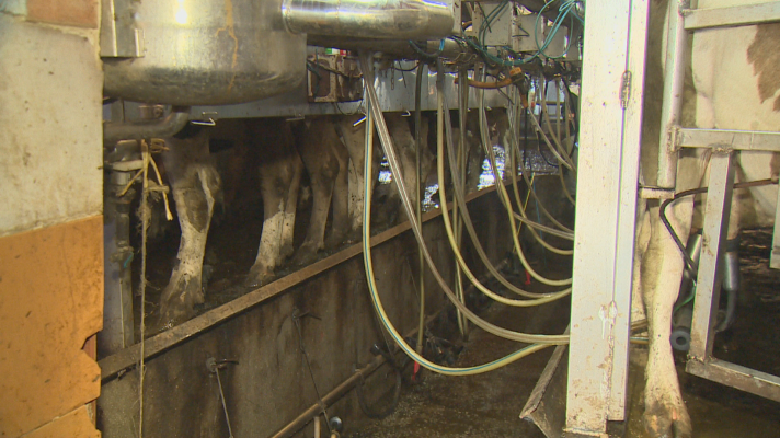 TeleCantabria - Las altas temperaturas afectan a la producción de leche en Cantabria