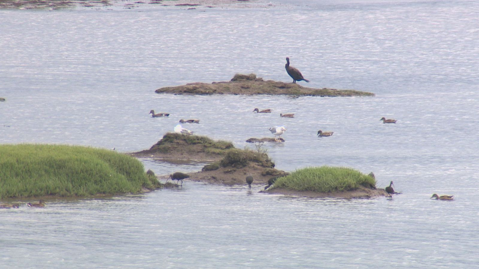 Paisaje de la Ría de San Martín con cormoranes, patos y gaviotas en un entorno acuático y de marisma, capturado por TeleCantabria.
