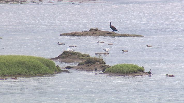 TeleCantabria - La polémica con el censo de aves fallecidas en la Ría de San Martín sigue sin aclararse