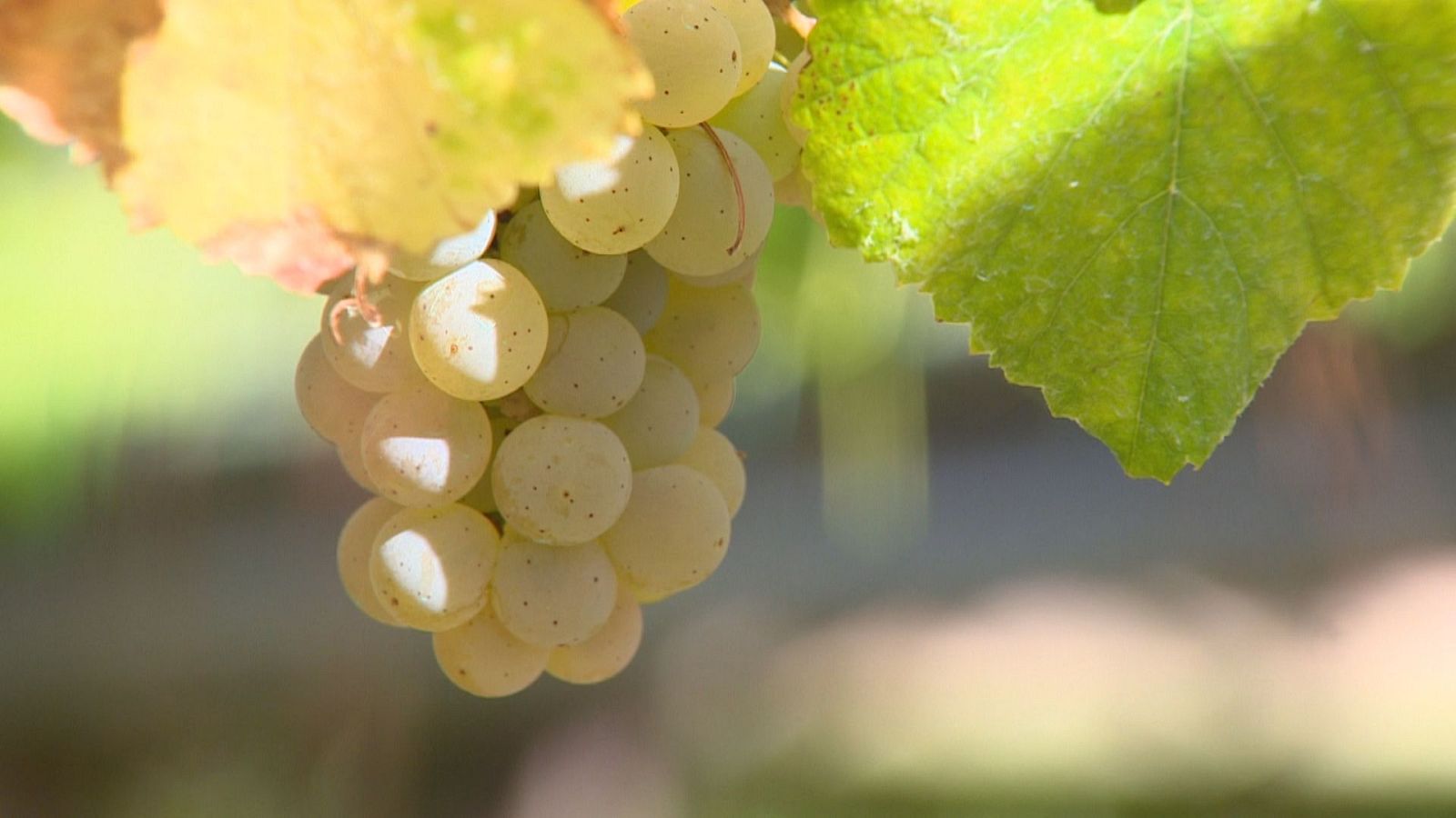 Vendima con tres semanas de adianto no Salnés, na DO Rías Baixas