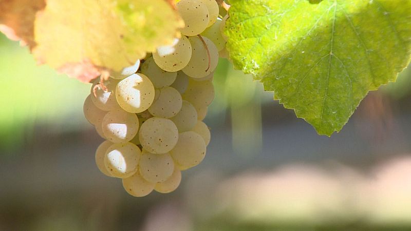 Vendima con tres semanas de adianto no Salnés, na DO Rías Baixas