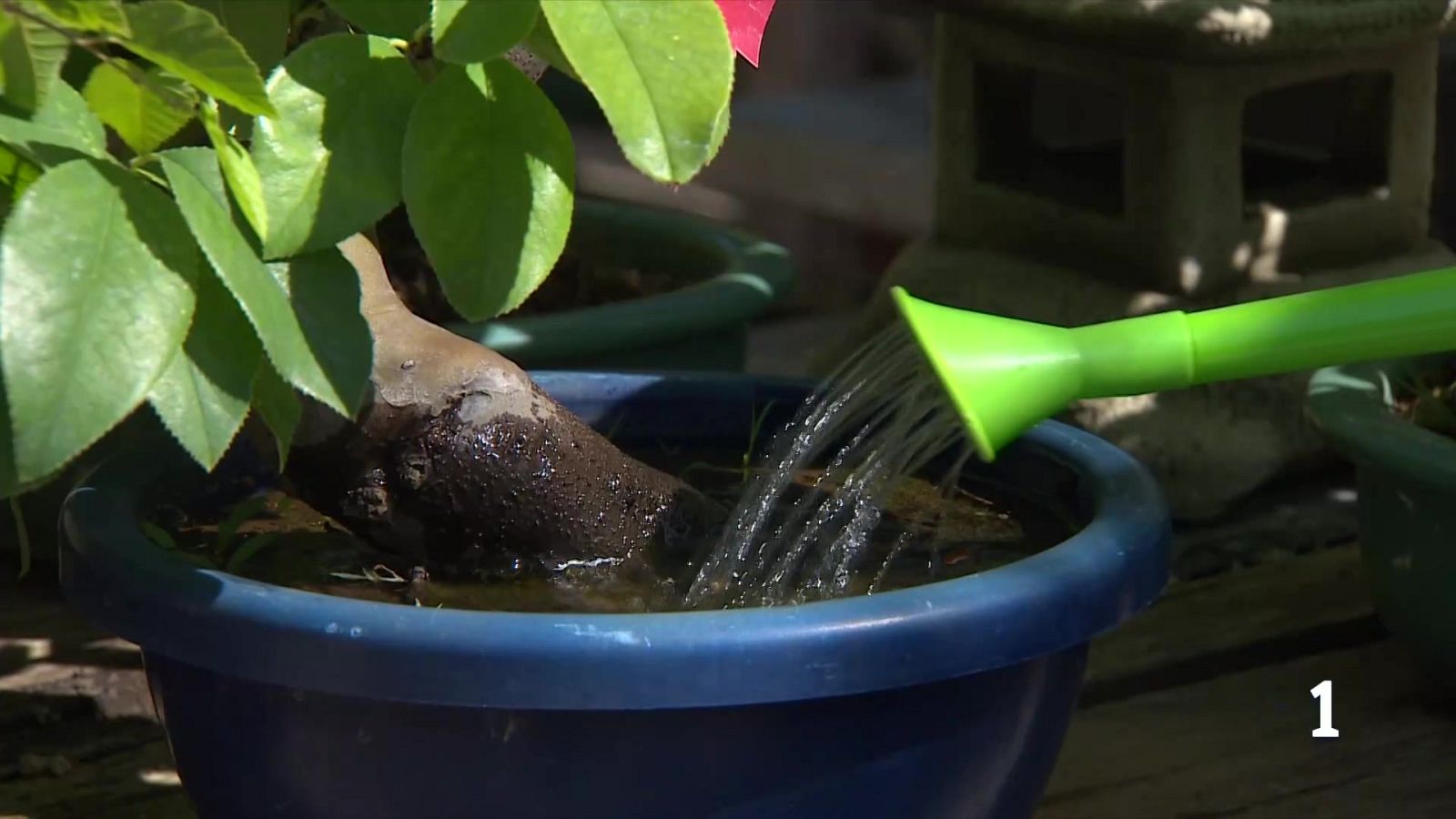 Las plantas se resienten en verano: ¿cómo cuidarlas frente al calor? - Telediario Fin de Semana | Ver