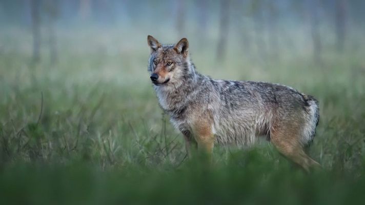 Panorama Regional - Asturias Ganadera pide más controles sobre el lobo y no centrarse en el número de abatimientos