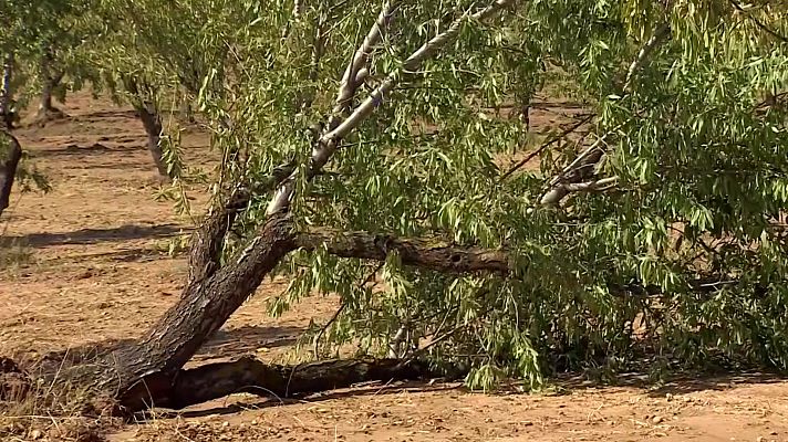 Noticias Aragón - El granizo daña 3.000 hectáreas en las Cinco Villas y el Bajo Aragón