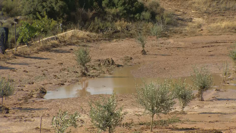Paisaje rural con olivos jóvenes afectados por inundación y barro, evidenciando las consecuencias de fuertes lluvias.