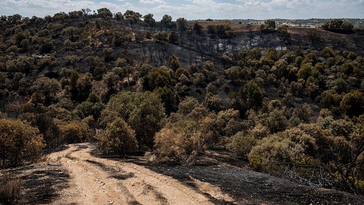 Informativo 24h - La pastora Elsa Fernández vuelve con su rebaño tras el incendio de la Sierra Oeste de Madrid