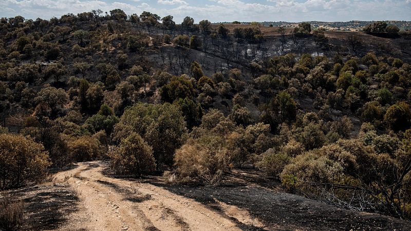 La pastora Elsa Fernández vuelve con su rebaño tras los incendios - Informativo 24h | Ver