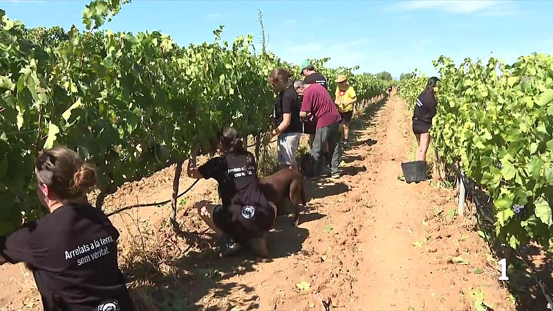 La pedregada castiga la vinya del Priorat i la fruita de Lleida - L'Informatiu | Ver