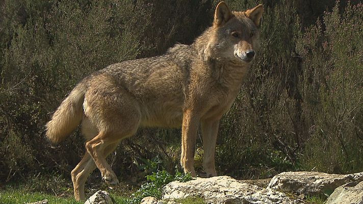 Noticias de Castilla y León - Ganaderos de Castilla y León piden seguir el ejemplo de Asturias para controlar al lobo
