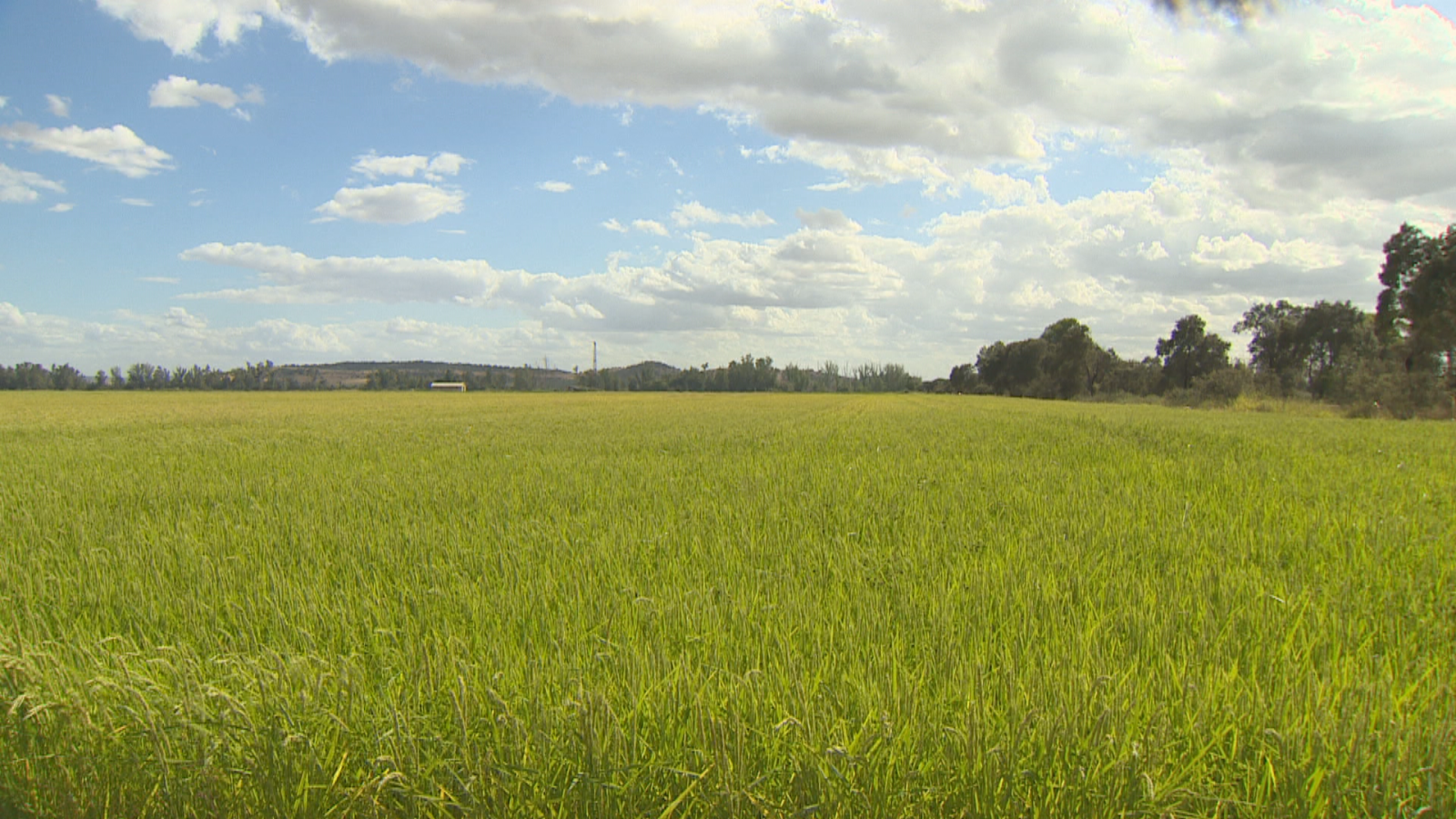 Campaña contra la pudenta del arroz - Noticias de Extremadura | Ver