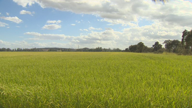 Campaña contra la pudenta del arroz - Noticias de Extremadura | Ver