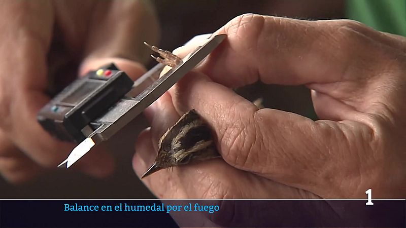 El estudio del Carricerín Cejudo se salva de las llamas