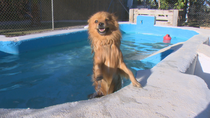 Noticias de Extremadura - Las residencias caninas extremeñas están llenas en agosto