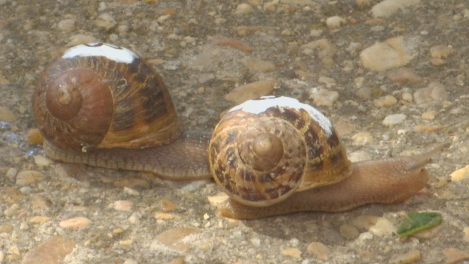 43ª Carrera de caracoles en Peroniel del Campo - Noticias de Castilla y León | Ver