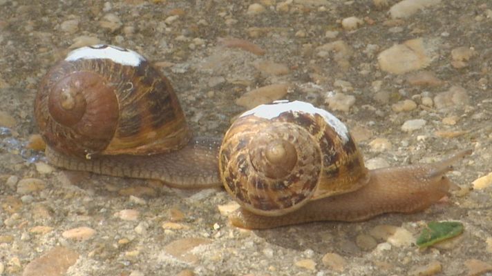 Noticias de Castilla y León - Peroniel del Campo celebra su tradicional carrera de caracoles