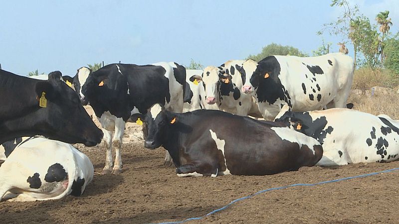 Mallorca torna a tenir llet pròpia gràcies a la vaqueria Sa Vinya
