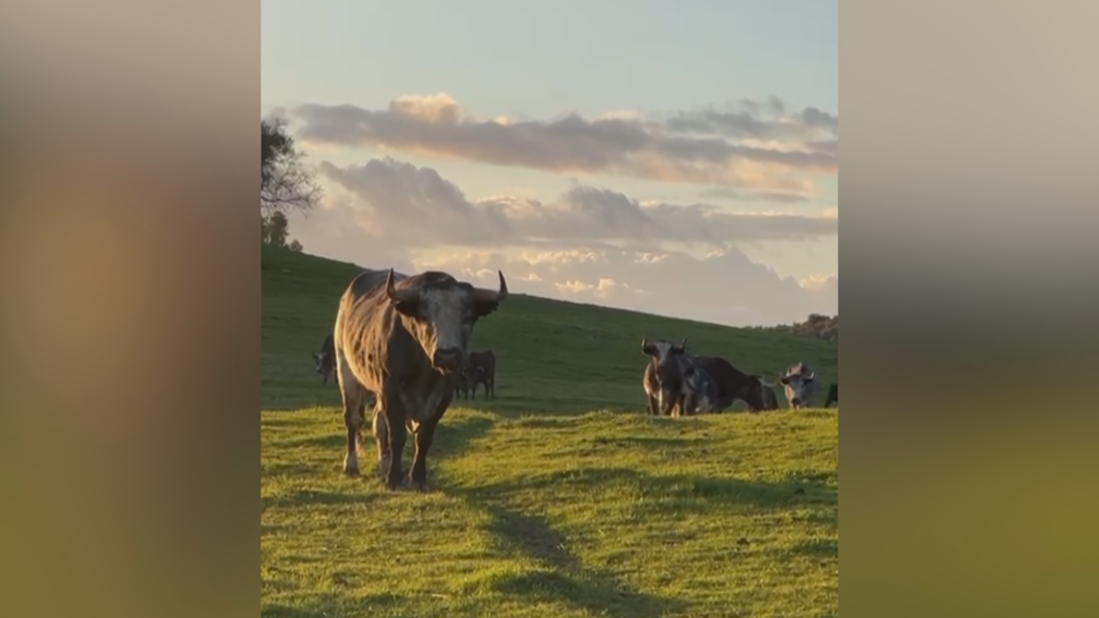 El toro vive en la finca de "Fuente La Higuera" en Sevilla
